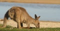 Kangaroo Wallaby Marsupial Animal Eating Australia