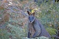 Kangaroo - Wallaby in Tasmania, Australia