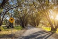 Kangaroo warning sign next to the road road