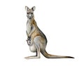 Kangaroo watercolor illustration. Hand drawn Australia animal with a baby in a pouch. Grey kangaroo side view realistic Royalty Free Stock Photo