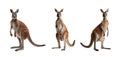Kangaroo on a white background Royalty Free Stock Photo