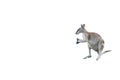 Kangaroo with white isolated