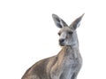 Kangaroo with white isolated