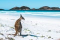 Kangaroo on a white sand beach and turquoise water Royalty Free Stock Photo