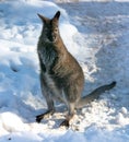 Kangaroo on white snow in winter Royalty Free Stock Photo