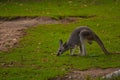 Kangaroo in wild nature