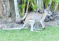 Kangaroo is the world`s largest marsupial.