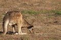 Kangaroo in zoo in germany in nuremberg