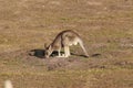 Kangaroo in zoo in germany in nuremberg