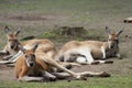 Kangaroo in zoo Royalty Free Stock Photo