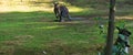 Kangaroo in zoo of Prague animal