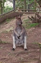 Kangaroo at the zoo