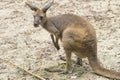 Kangaroo in a zoo Royalty Free Stock Photo