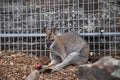 Kangaroo in Zoo in Sydney