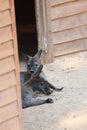 kangaroo at the zoo.Two wallabies resting Royalty Free Stock Photo