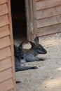 kangaroo at the zoo.Two wallabies resting Royalty Free Stock Photo