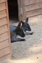 kangaroo at the zoo.Two wallabies resting Royalty Free Stock Photo