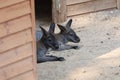kangaroo at the zoo.Two wallabies resting Royalty Free Stock Photo