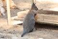 kangaroo at the zoo.Two wallabies resting Royalty Free Stock Photo