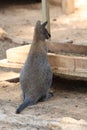 kangaroo at the zoo.Two wallabies resting Royalty Free Stock Photo