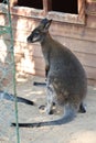 kangaroo at the zoo.Two wallabies resting Royalty Free Stock Photo