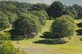 Kangaroom in the orchard - lounging under the large trees on Queensland hillside in Glass Mountains