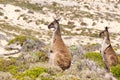 Kangaroos Royalty Free Stock Photo