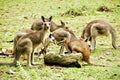 Kangaroos Royalty Free Stock Photo