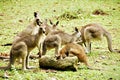 Kangaroos Royalty Free Stock Photo