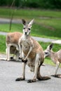 Kangaroos Royalty Free Stock Photo