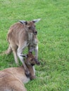 Kangaroos