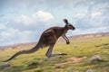 Kangaroos aerial charm portrait highlighting the marsupials dynamic mid jump pose Royalty Free Stock Photo