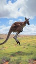 Kangaroos aerial charm portrait highlighting the marsupials dynamic mid jump pose Royalty Free Stock Photo