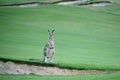 Kangaroos on a golf course Royalty Free Stock Photo
