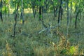 Kangaroos, Australia