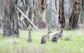 Kangaroos. Royalty Free Stock Photo