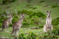 Kangaroos in Australian bushland Royalty Free Stock Photo