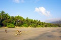 Kangaroos on beach Royalty Free Stock Photo