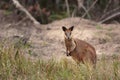 Kangaroos on the beach