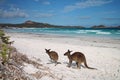 Kangaroos on beach with ocean in background at Lucky Bay, Western Australia Royalty Free Stock Photo