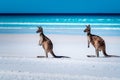 Kangaroos on the beach beside the surf at Lucky Bay, Cape Le Grand National Park