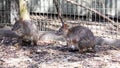 Kangaroos in captivity at New South Wales, Australia.