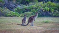 Kangaroos at the coast of Lancelin WA Royalty Free Stock Photo