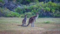 Kangaroos at the coast of Lancelin WA