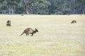 Kangaroos at dawn jumping in the wild, Kangaroo Island, South Australia Royalty Free Stock Photo