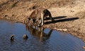 Kangaroos drinking Royalty Free Stock Photo