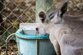 Australian Kangaroos Drinking Royalty Free Stock Photo