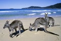 Kangaroos