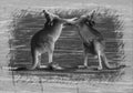 Kangaroos Embracing Royalty Free Stock Photo