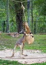 Kangaroos are exercising in zoo. Royalty Free Stock Photo